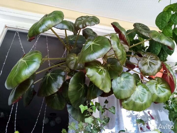 Бегония, узамбарская фиалка