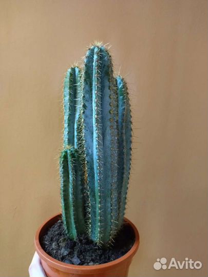 Кактусы редкие, большие 40-50 см