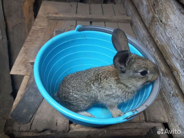 Серебрo, шиншилла, фландр