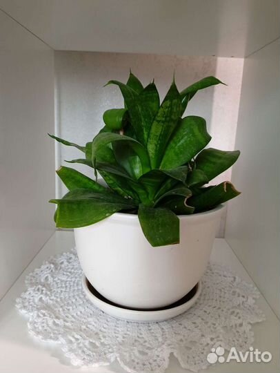 Сансевиерия