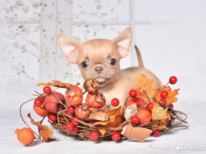 Чихуахуа девочка