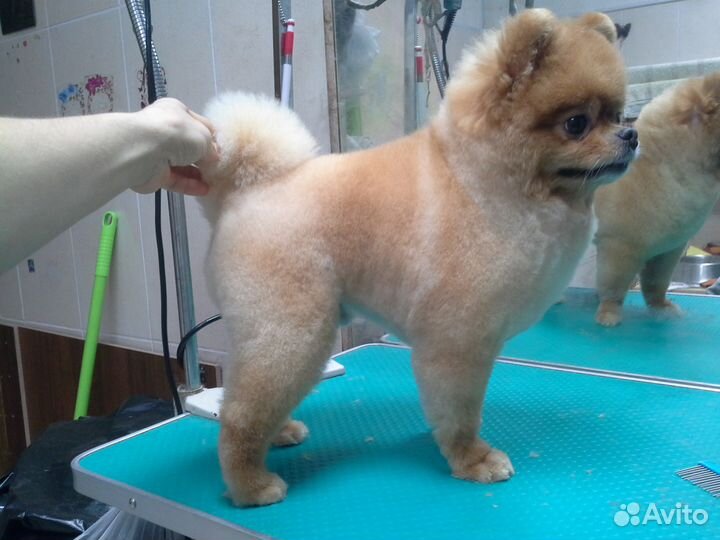 Стрижка, груминг животных (собаки и кошки)