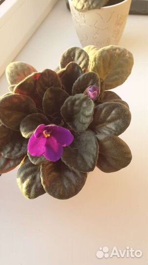 Комнатные растения цветы