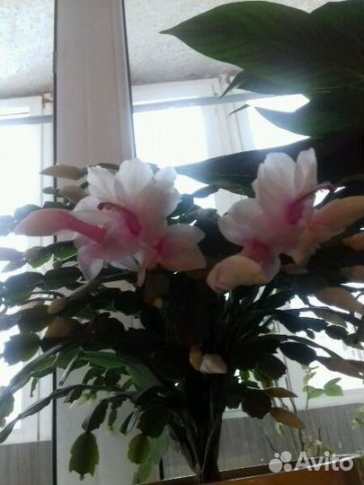 Черенки красиво цветущих растений