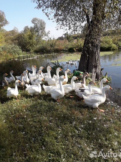 Домашние молодые гуси