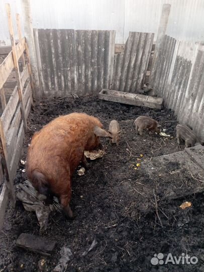 Венгерская мангалица