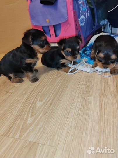 Йоркширский терьер щенки