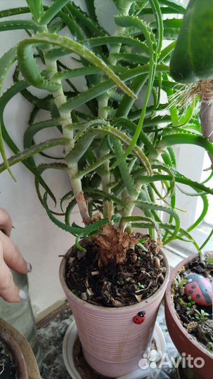 Алое. Коланхое. Замиакулькас