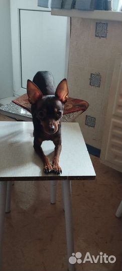 Мальчик на вязку