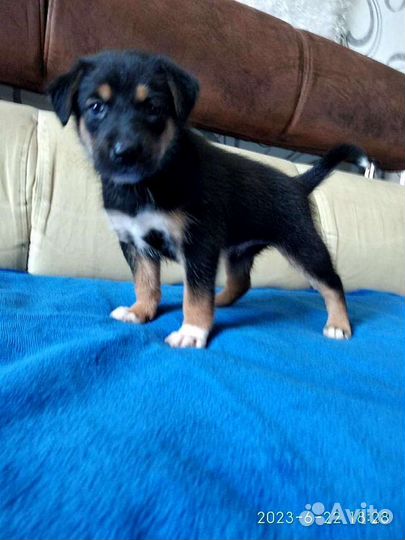 Собака щенки в добрые руки