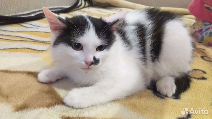 Котик мальчик бесплатно