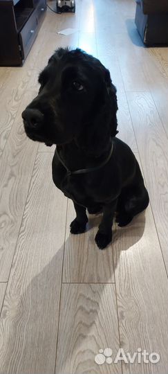 Кобель- спаниель на вязку