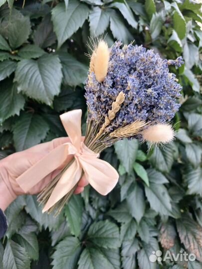 Лаванда сухоцвет