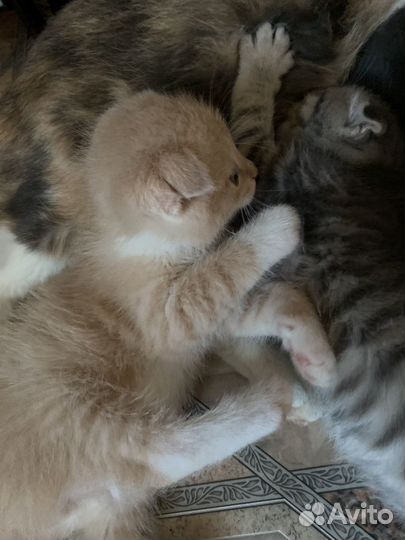 Вислоухие котята