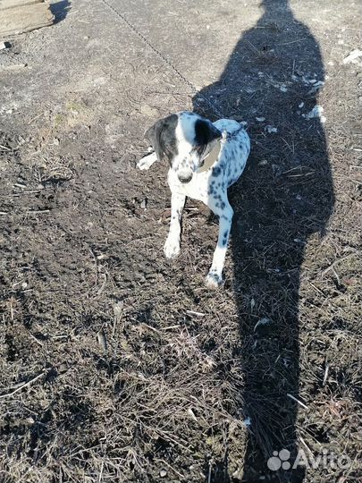 Далматинец