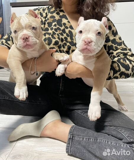 Американский булли покет