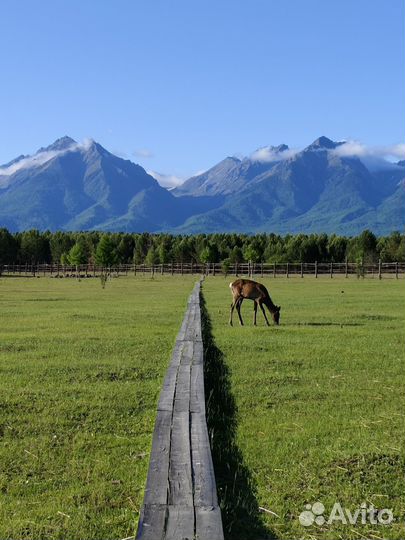 Тур в Аршан