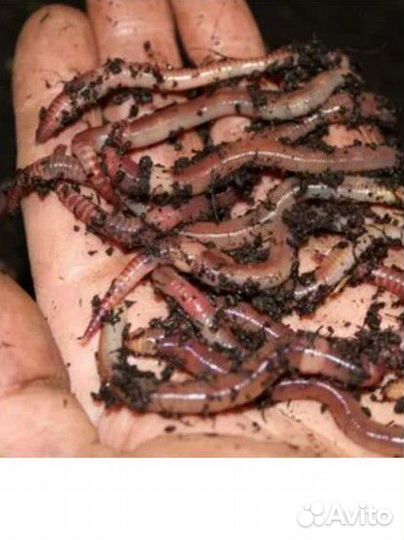 Червь дендробена и навозник и выползок