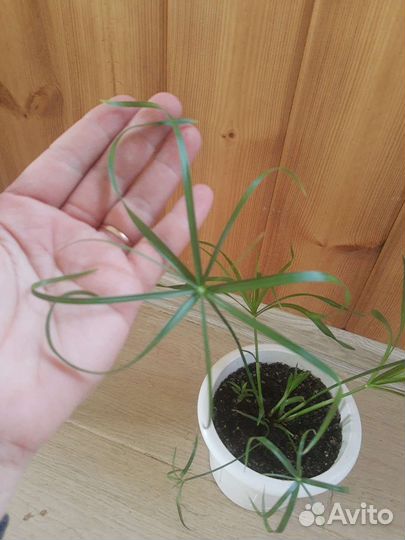 Циперус папирус