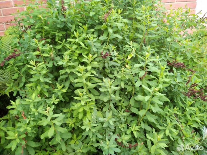 Многолетники и кусты