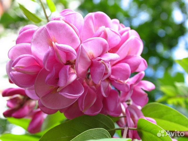 Акация розовая