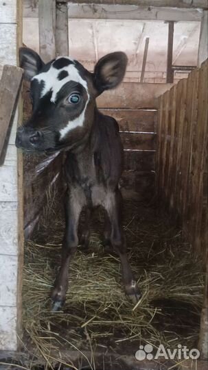 Некрупная тёлочка Джерси 75 процентов