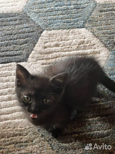 Котенок мальчик