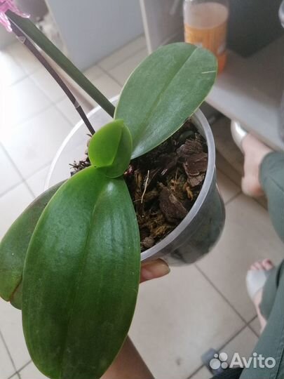 Орхидея Пинк Джессика