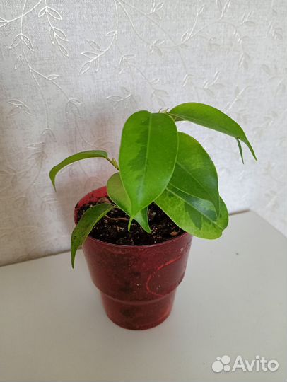 Фикусы разные сорта, комнатные растения 7