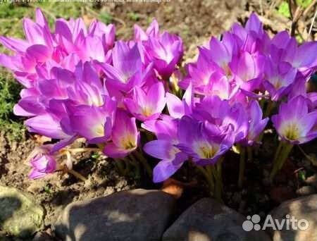 Безвременник