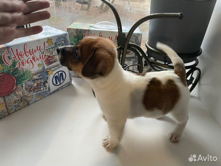 Щенки джек рассел терьер мальчик