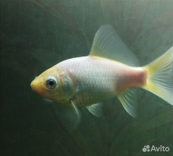 Золотая Комета альбинос