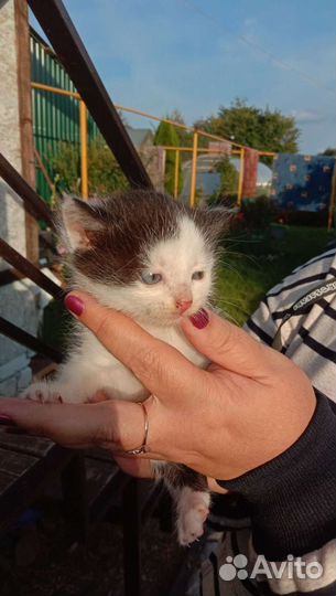 Кошки в добрые руки