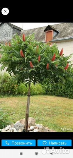 Саженцы сумах(оленьи рожки)