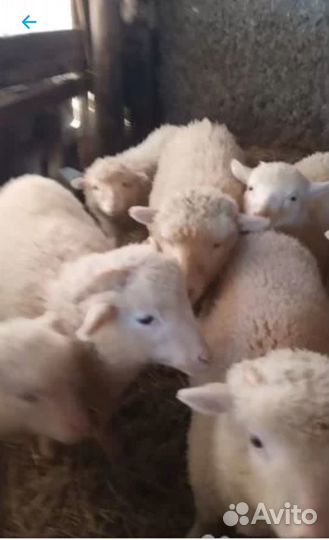 Барашки, баран, ягнята