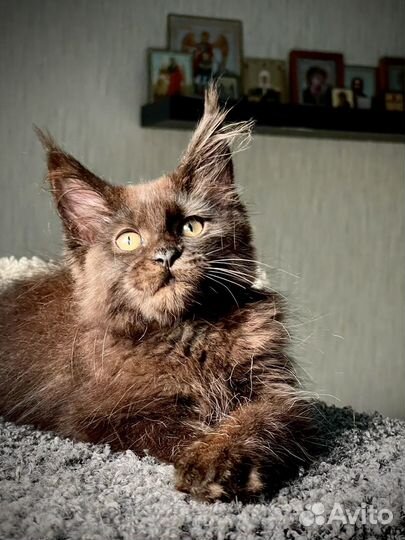 Котята мейн-кун черная девочка