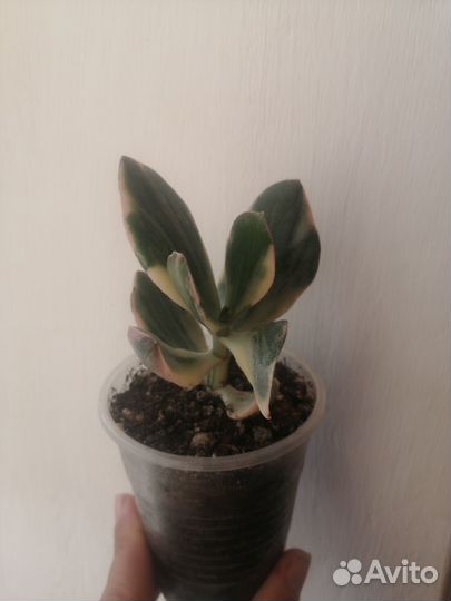 Суккуленты от