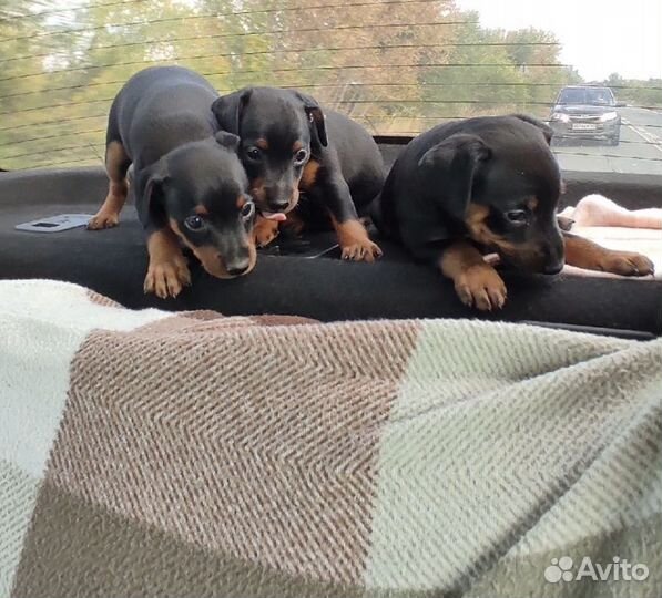 Щенки цвергпинчера