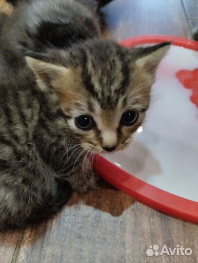 Отдам бесплатно