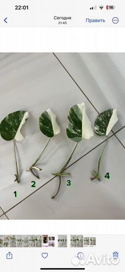 Монстера альба