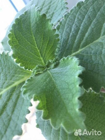 Цветы Мята плектрантус