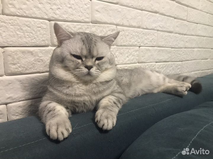 Британский кот для вязки
