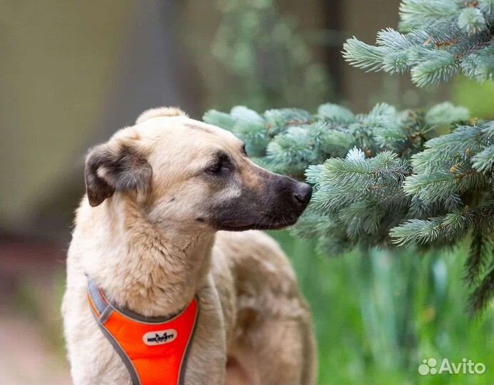 Красивый пёс Вайт ищет дом