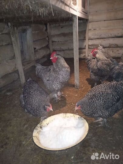 Инкубационное яйцо