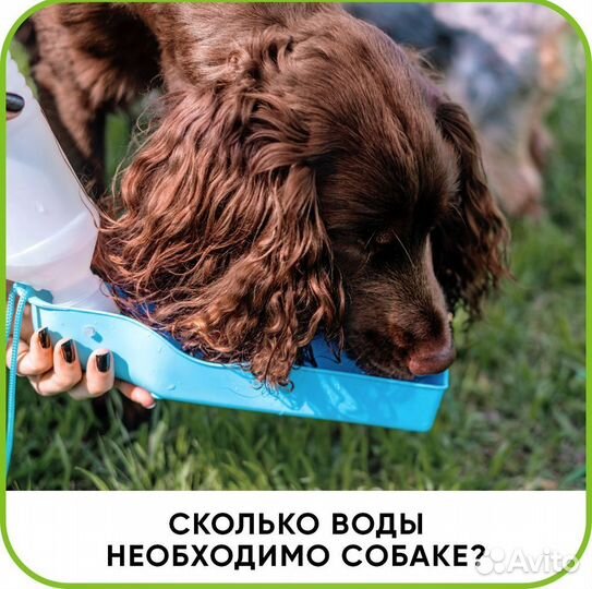 Ветеринарный врач на дом. Ветеринарная помощь