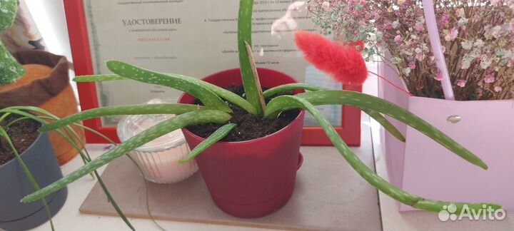 Алоэ вера растение