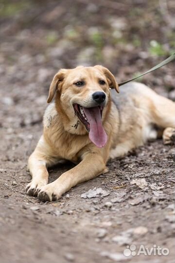 Щенок Пончик