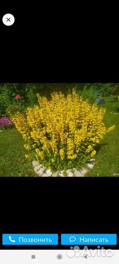 Вербенник того