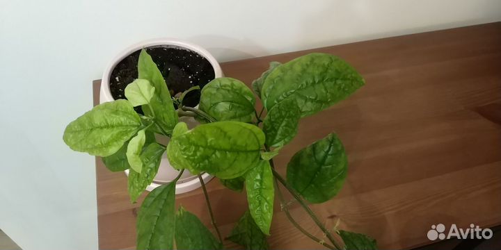 Клеродендрум