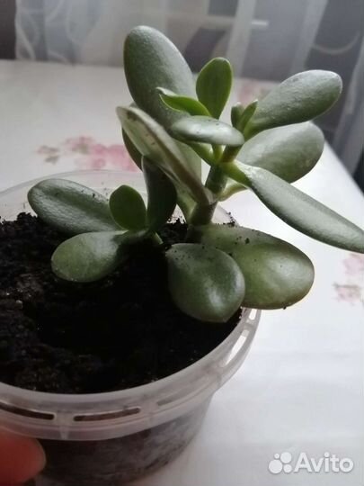 Толстянка, денежное дерево